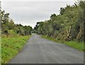 N1163 : Road to Kenagh by N Chadwick