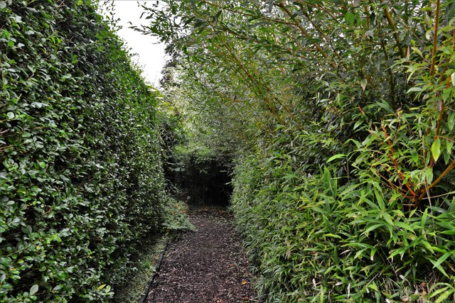 Otley Hall: The Bamboo Walk