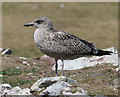 SM7305 : Juvenile Lesser Black-backed Gull (Larus fuscus) by Hugh Venables