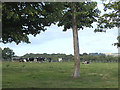 Cattle at Milner Field Farm