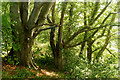 Beech trees in Craig Wood, Black Isle