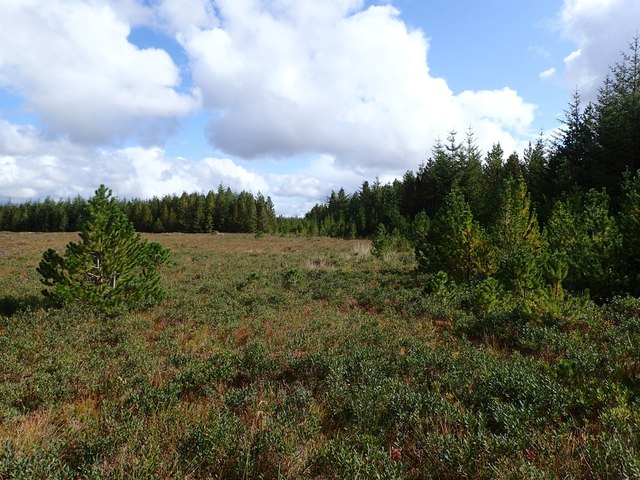 Regeneration around a Clear Area in Strathy South Forest
