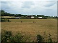 Alpacas at Goytre Farm