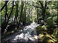 Finlow Hill Lane in dappled sunlight