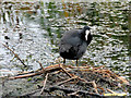 SD7807 : Coot on the Canal by David Dixon