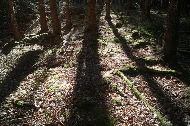 Sunlight in Brahan Wood