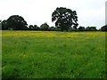 Farmland near Loppington