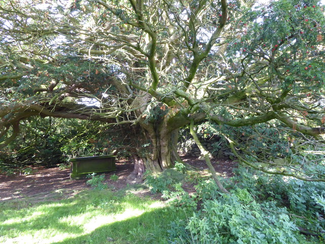 The ancient yew tree in St Martin's Churchyard, Martindale