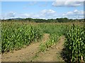 Corn field by Okewood Hill