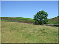 Grazing and tree, The Intakes