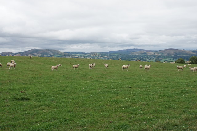 Sheep near Caer Din