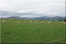 SO2789 : Sheep near Caer Din by Bill Boaden