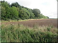 North Wood near Careston by Brechin