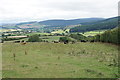 Cattle on Moat Hill