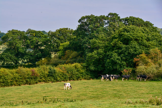 Mid Devon : Grassy Field & Cattle