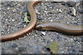 Slow worm in the road