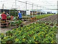 Hanging basket production