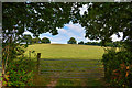 Mid Devon : Grassy Field