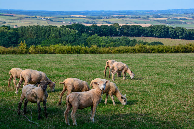 Mid Devon : Grassy Field & Sheep