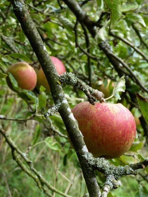 Apples in the village orchard, Downe