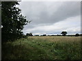 Field near Knighton