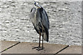 A heron at Kingcraig Lake (2)