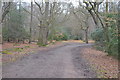 TL4300 : Centenary Walk, Epping Forest by N Chadwick