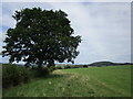 Footpath to St. Maughans