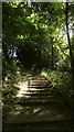 Steps on Harnham Slope