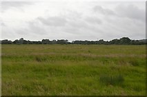SP4710 : Meadow, Thames floodplain by N Chadwick