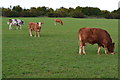 Cattle in field beside course of Roman road