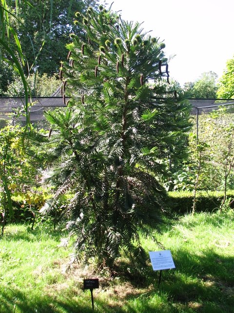 Wollemi Nobilis A Wollemi Pine Tree C Evelyn Simak Geograph Britain And Ireland