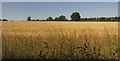 Barley near Stratford Tony