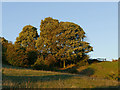 Trees off Scholebrook Lane