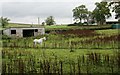 Horse and stable