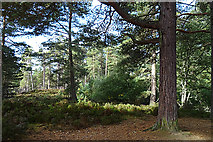 NJ0427 : Anagach Wood by Anne Burgess