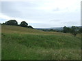 NZ1231 : Hillside grazing east of Hamsterley by JThomas
