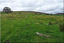 NJ1232 : Pasture near Dalvey by Anne Burgess