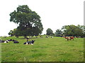 TQ4741 : Cattle in a field, near Cowden by Malc McDonald