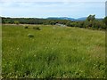 Grassland in Coves Community Park