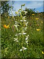 Greater Butterfly-orchid