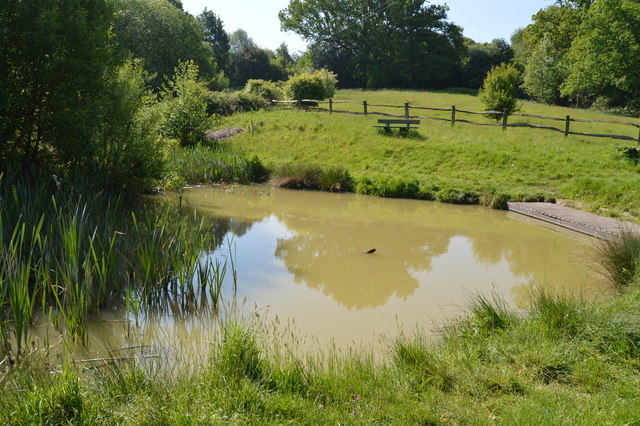 Pond, Barnetts Wood