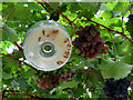 Audley End: grapes and wasp trap