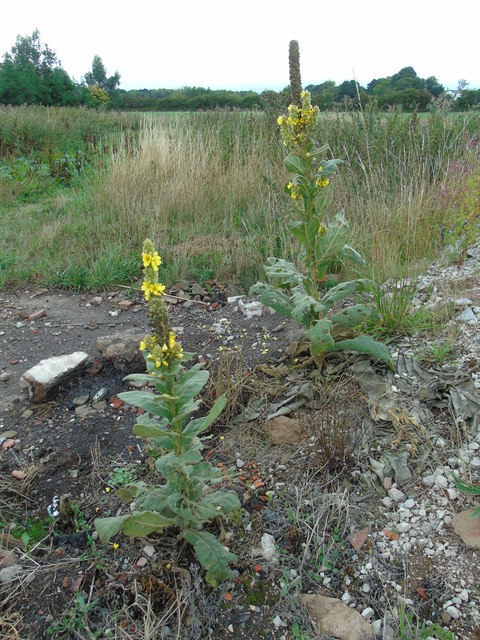 Great mullein on the farm