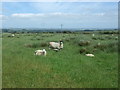 Sheep near Mayland Farm