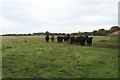 Cattle grazing at Littlemill