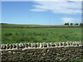 Rough grazing near Crake Scar Farm