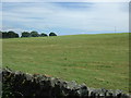 Grazing near East Crane Row Farm