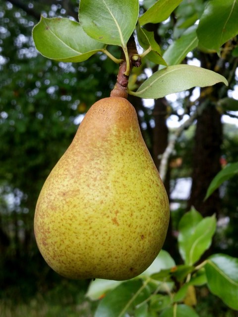 Pear - unknown variety © Jonathan Billinger :: Geograph Britain and Ireland