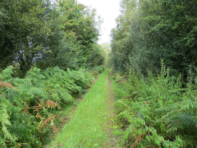 Enclosed woodland track near Clooncah